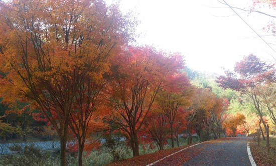 한천자연휴양림 진입로 전경. ⓒ 화순군