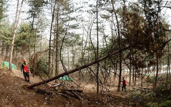 소나무가 병에 결려 베어지고 있는 모습이에요. 종이 사용을 위해 베어지는 나무 사진과는 관련이 없지만 인터넷영수증을 쓰면 베어지는 나무를 크게 줄일 수 있어요. ⓒ 뉴스1