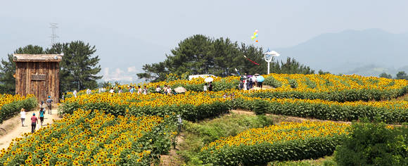 함안군 강주해바라기축제. ⓒ 함안군청