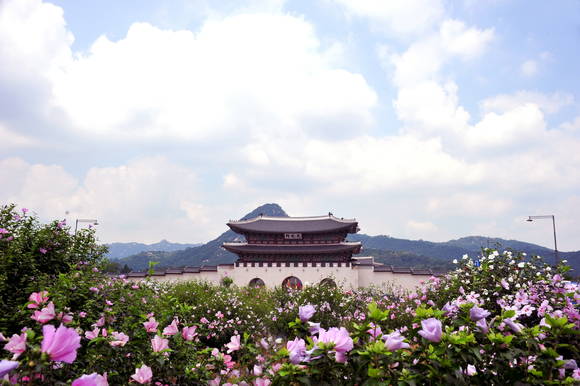 산림청(청장 김재현)은 오는 10일부터 15일까지 서울 광화문 광장에서 서울시와 공동으로 '제28회 나라꽃 무궁화 전국축제'를 개최한다. ⓒ 산림청