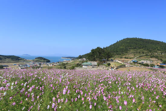 청산 도락리 서편제길 코스모스. ⓒ 완도군