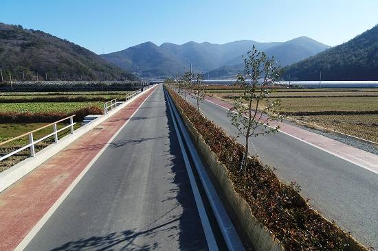 완도군은 완도수목원 진입로 1.1km 구간에 완도호랑가시나무 등을 식재해 가로수길을 조성했다. ⓒ 완도군