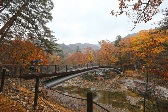 산청군 지리산국립공원 대원사계곡 생태탐방로. ⓒ 산청군청