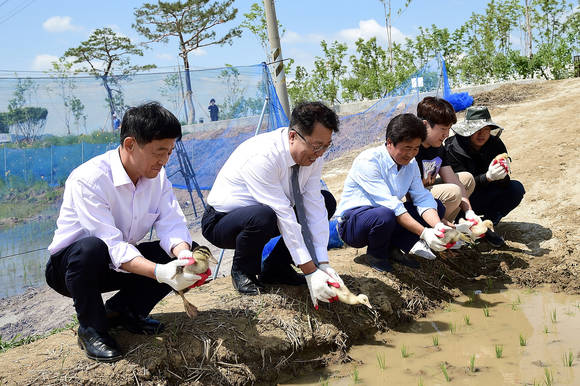 제천시는 31일 오리를 논에 방사하는 방사체험 행사를 개최했다. ⓒ 제천시