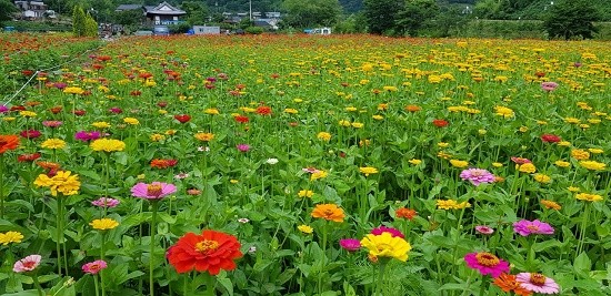 ⓒ 화순군