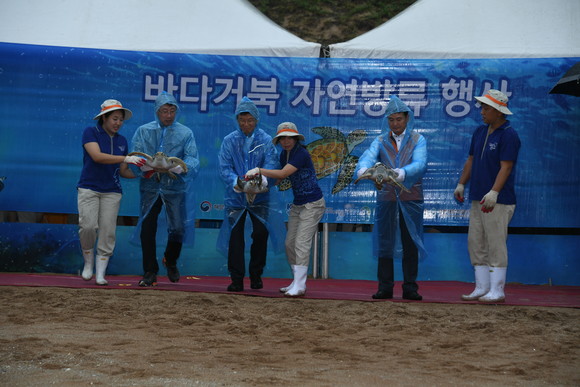 국제적 멸종위기인 바다거북을 되살리기 위해 바다거북 방류 행사 모습. ⓒ 해수부
