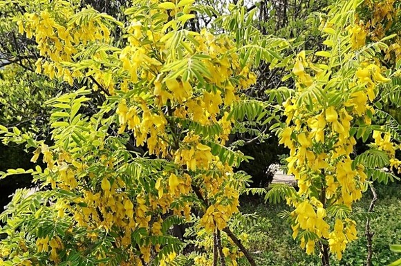 펀치볼에 자라는 개느삼이예요. 개느삼은 나무이고, 느삼은 풀 종류예요. ⓒ 산림청