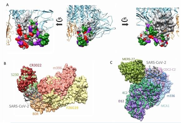 코로나19 바이러스 스파이크 단백질의 3차원 구조(A)와 사스 중화항체 (B) 및 메르스 중화항체(C) 결합 예측. ⓒ 한국화학연구원