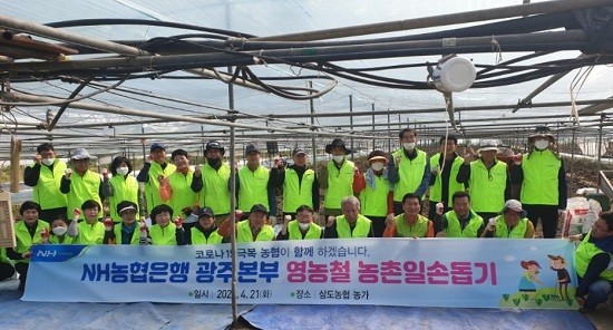 농협 광주본부 관내 지점장 등 40여명은 21일 삼도농협 조합원 농가를 찾아 대대적인 농촌 일손돕기 봉사활동을 펼쳤다. ⓒ 농협중앙회 광주지역본부