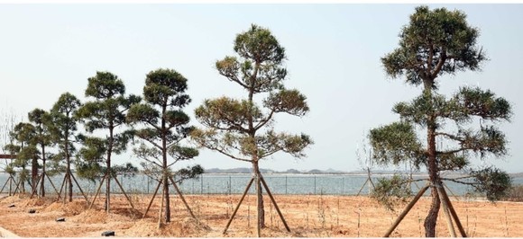 남북도로 가로수 선발 시험식재 모습. ⓒ 새만금개발청