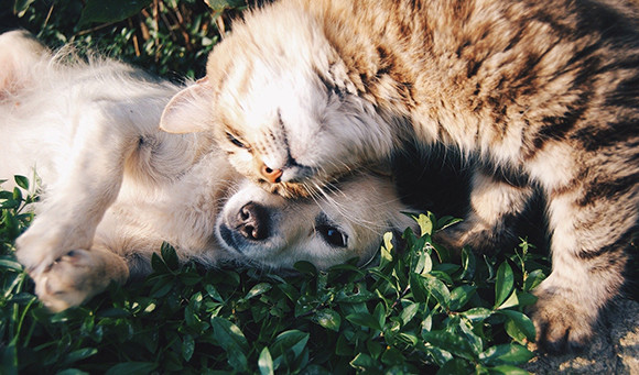 반련동물과 함께 펫팸(Pet+Family)족 1500만명 시대에 돌이하면서 '반려동물 보험' 관심이 커지고 있다. 그러나 반려동물 '진료비 체계 표준화' 관련 법안이 없어 소비자들은 여전히 반려동물 보험을 보장내역 대비 '비싼 보험료'라고 인식하고 있다. ⓒ 픽사베이