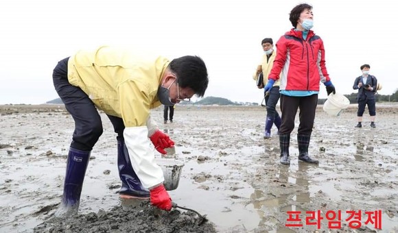 지난 24일 장고도에서 바지락을 채취하고 있는 양승조 충남지사. ⓒ 충남도