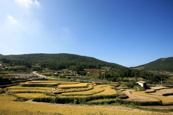 완도 청산도 다랭이논 가을 풍경. ⓒ 완도군