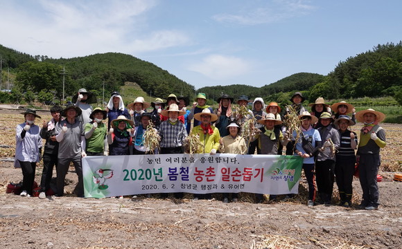 한정수 군수와 직원들이 인력난을 겪고 있는 농가를 돕기 위해 구슬땀을 흘렸다. ⓒ 창녕군