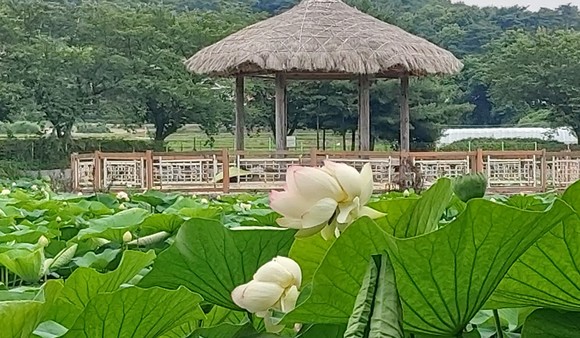 면천 골정지에 핀 연꽃 . ⓒ 당진시