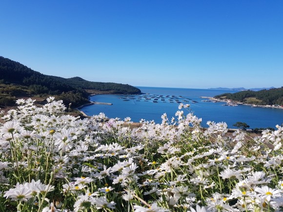 지난해 구절초 꽃이 활짝 핀 청산도 슬로길 1코스 전경. ⓒ 완도군