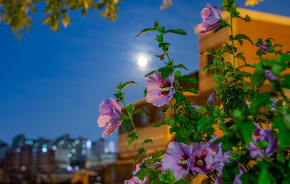 사진부분대상 김영건, (서울밤 그리고 무궁화). ⓒ 산림청
