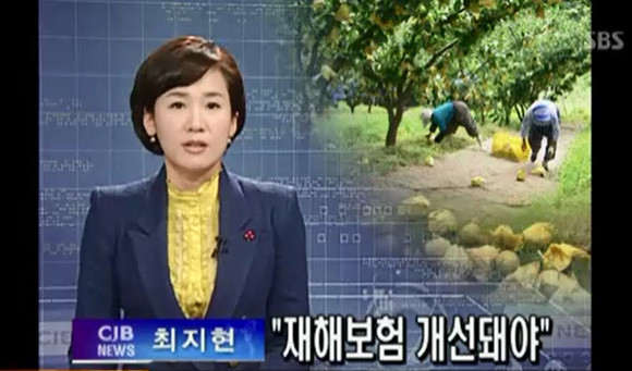 농작물재해보험이 실질적인 피해 보상책이 되지 못한다는 불만의 목소리는 10년 전부터 꾸준히 이어져 왔다. ⓒ SBS 뉴스 캡처