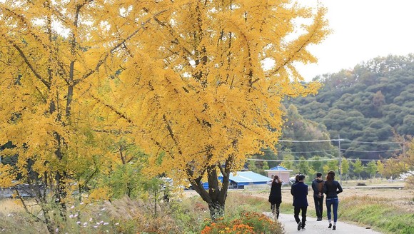 청라 은행마을 풍경. ⓒ 보령시