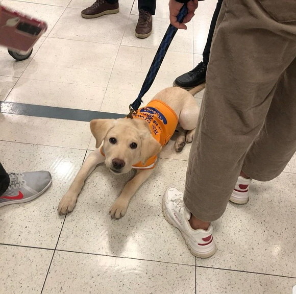 지난 11월30일 롯데마트는 시각장애인 안내견의 출입을 막아 논란이 일자 공식 사과했다. 인스타그램에 올라온 안내견 사진. © 연합뉴스