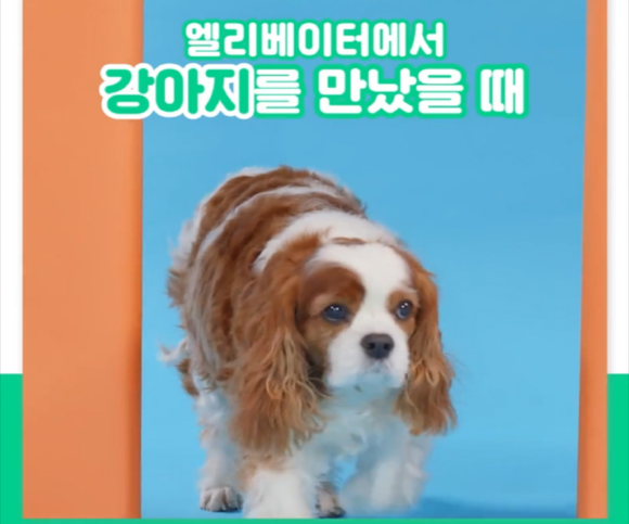 오는 4월4일까지 삼성카드는 서울·경기권 아파트 엘리베이터TV를 통해 반려동물 캠페인 영상을 상영한다. ⓒ 삼성카드