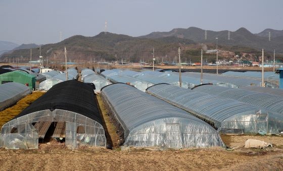 신안면 비닐하우스 농가. ⓒ 산청군