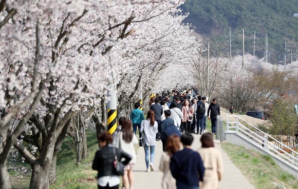 2019년 해미천 해미벚꽃축제 벚꽃길 모습. ⓒ 서산시