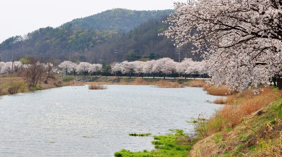 천안시 북면 벚꽃길. ⓒ 천안시
