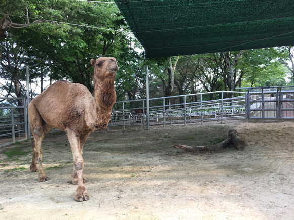 진양호동물원 단봉낙타. ⓒ 진주시