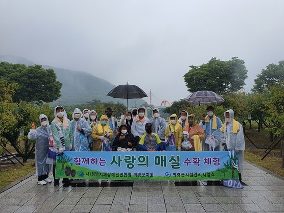 의령군 시설관리사업소와 경상남도지체장애인협회 의령군지회가 사랑의 매실 수확 체험을 하고 있다. ⓒ 의령군