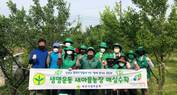 새마을지도자협의회는 지난 10일 '사랑의 텃밭가꾸기 사업' 매실 수확행사를 개최 후 기념촬영을 하고 있다. ⓒ 제천시