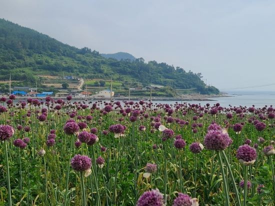 완도 청산도에 만개한 코끼리마늘 꽃. ⓒ 완도군