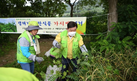 생태계 교란식물 가시박 제거사업을 하고 있는 황선봉 예산군수 모습. ⓒ 예산군