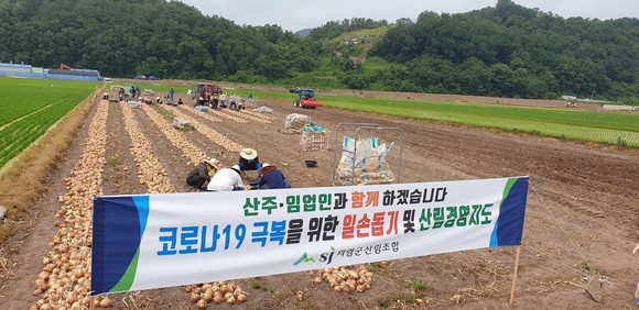 산림조합이 농촌 일손돕기를 하고 있다. ⓒ 의령군