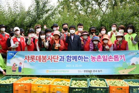 농협광주본부는 롯데아울렛 광주수완점 '샤롯데봉사단'과 본량농협 농가주부회원들이 함께 참여해 매실농가의 매실 수확을 도왔다. ⓒ 농협광주본부