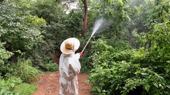 약제방제 모습. ⓒ 산림청