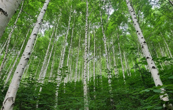 자작나무 숲 . ⓒ 산림청