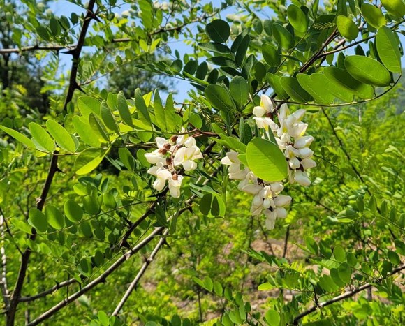 최우수 충청남도 산림자원연구소 조림지 아까시나무 꽃. ⓒ 산림청
