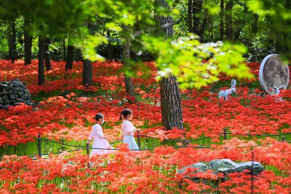 성주산자연휴양림 꽃무릇. ⓒ 보령시