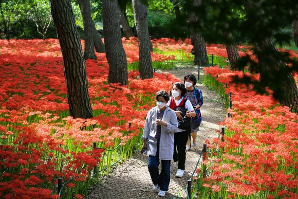 성주산자연휴양림 꽃무릇. ⓒ 보령시