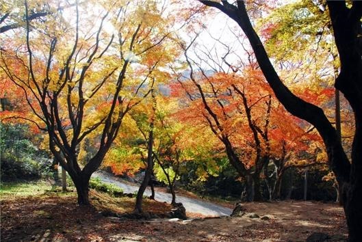 고창 문수사 단풍나무 숲(근경). ⓒ 산림청