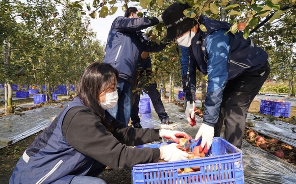 충남교육청 21일 예산군 소재 과수 농가를 방문해 사과 열매 수확 작업 등 농촌봉사활동을 실시했다. ⓒ 충남교육청
