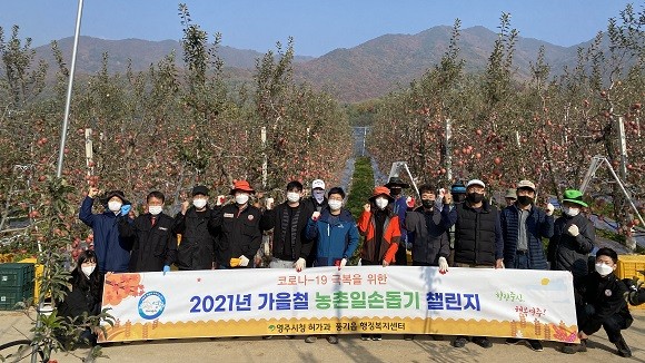 영주시 허가과와 풍기읍 직원 25명은 4일 풍기읍 백신리에 있는 과수농가를 방문해 사과 수확 일손 돕기를 실시했다. ⓒ 영주시청
