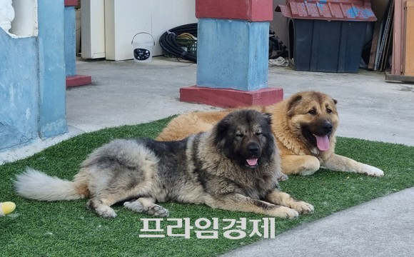 코카시안 오브차카(대형견). ⓒ 프라임경제