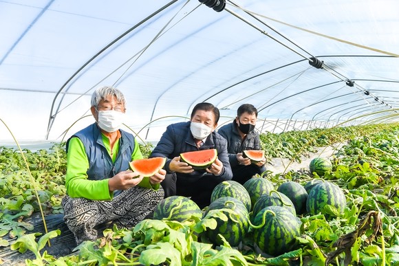 조근제 함안군수가 겨울수박 농가를 방문하고 있다. ⓒ 함안군