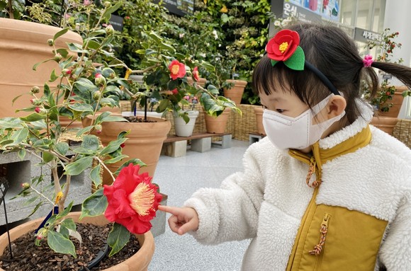 9일 국립세종수목원을 찾은 한 어린이가 활짝 핀 동백꽃을 바라보고 있다. ⓒ 국립세종수목원