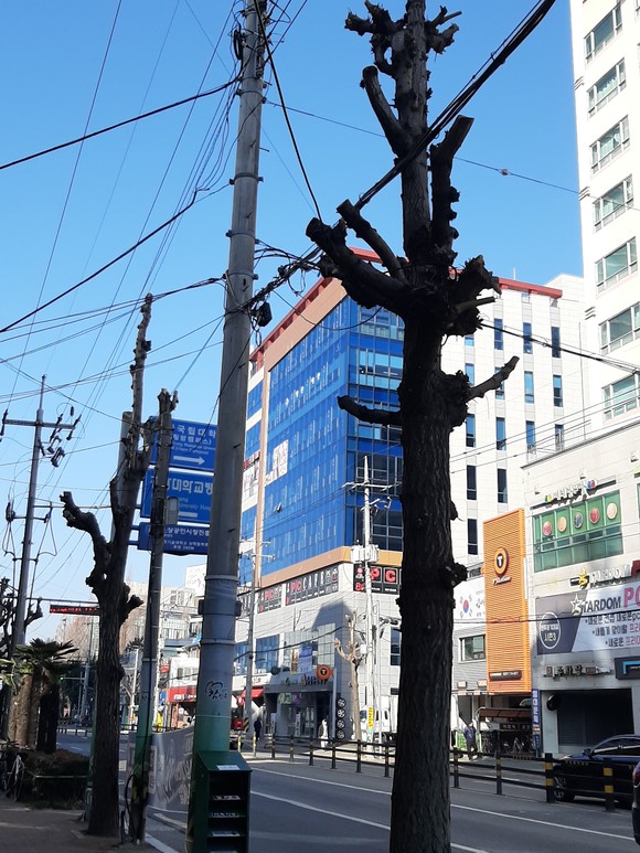 진주시가 시행한 가로수 가지치기. ⓒ 프라임경제