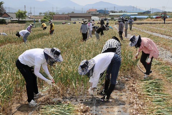 전남도의회 사무처 직원들이 농번기를 맞아 농촌 일손돕기 봉사활동에 나섰다. ⓒ 전남도의회