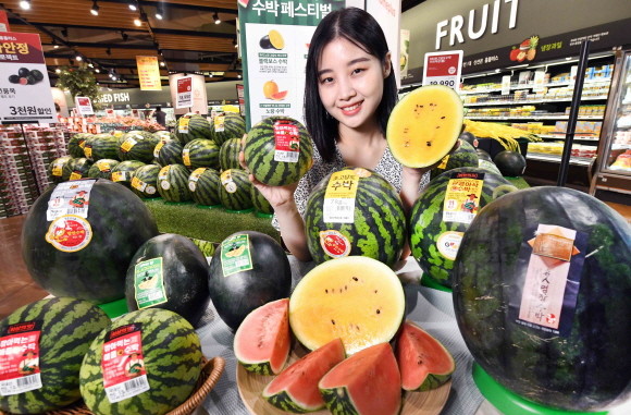 홈플러스가 오는 26일부터 다음달 1일까지 여름 대표 과일인 수박을 총 망라해 할인 판매하는 ‘수박 페스티벌'을 개최한다. © 홈플러스