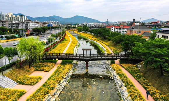 하소천변 만개한 금계국 모습. ⓒ 제천시